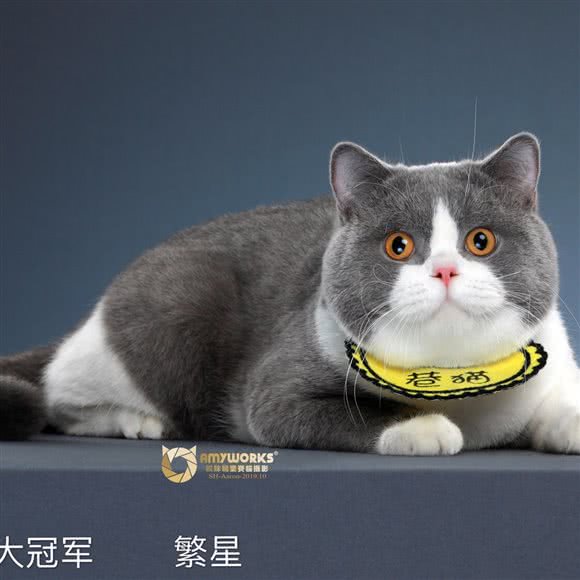 巷猫猫咖:海口市琼山区高登街附近