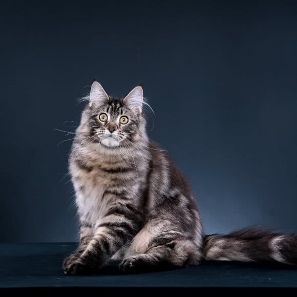 猫富论·撸猫主题自拍馆:海口市琼山区日月广场附近