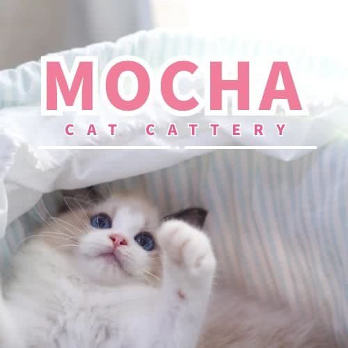 MOCHA Cattery·猫舍:北京城区朝阳区798/大山子附近