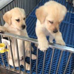 诚信犬舍:石家庄市长安区中山东路附近