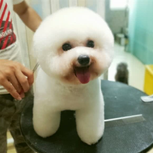 四只狗宠物:三亚市吉阳区商品街附近