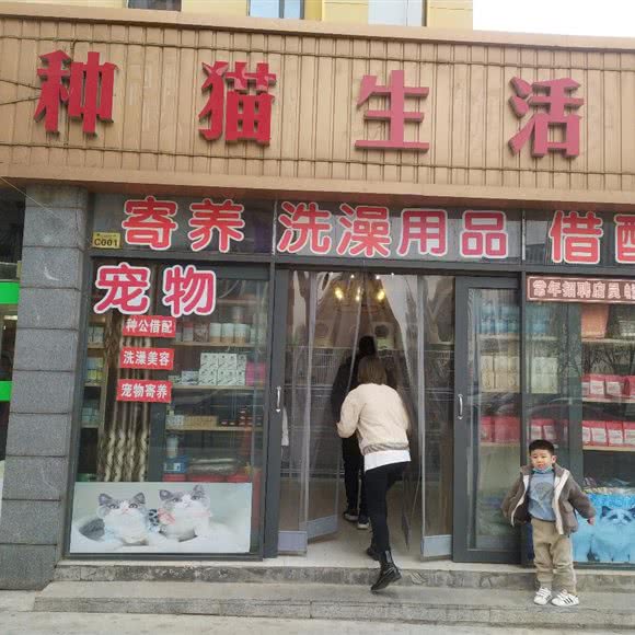 纯种猫生活馆:石家庄市长安区中山东路附近