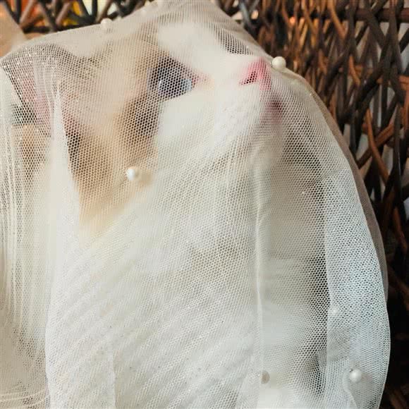 菲蓝猫舍宠物店:三亚市吉阳区金鸡岭附近