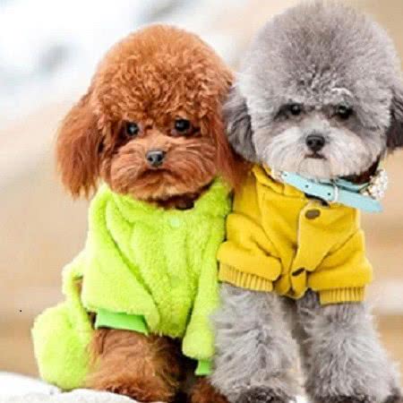 喵汪之家宠物馆:三亚市吉阳区迎宾路北段附近