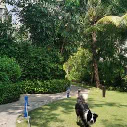 美寶宠物假日酒店:三亚市天涯区三亚湾/鲁能新城附近