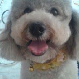 魔力宝贝家庭宠物工作室:三亚市天涯区三亚湾/鲁能新城附近