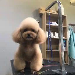 君华宠艺生活館:重庆城区万州区高笋塘街道附近