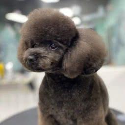 知希优宠:重庆城区万州区高笋塘街道附近