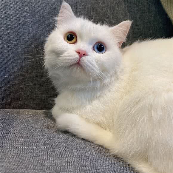 ROOM·音乐猫吧:重庆城区涪陵区敦仁街道附近