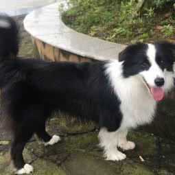 名尚名宠:重庆城区涪陵区荔枝街道附近