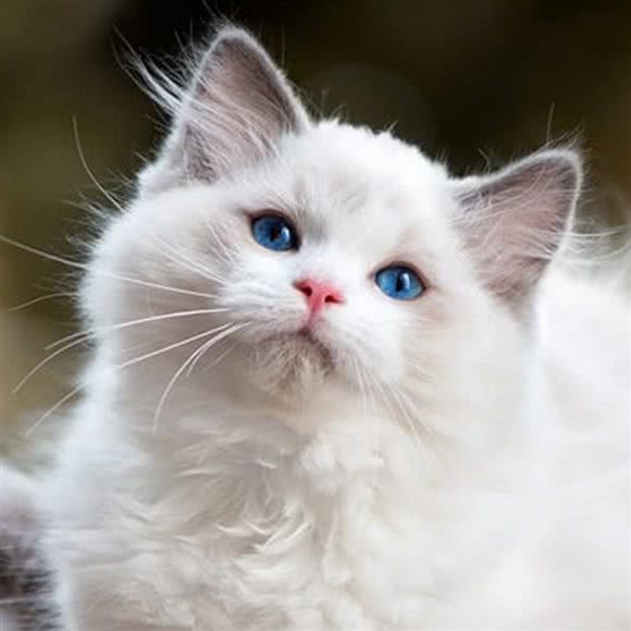 Smile·宠物之家:重庆城区渝中区大坪附近