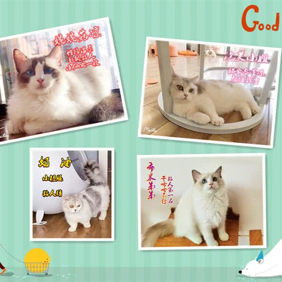 矮jiojio猫吧撸猫猫舍:重庆城区渝中区大坪附近