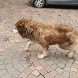 咪哆乐宠物店:重庆城区渝中区大坪附近