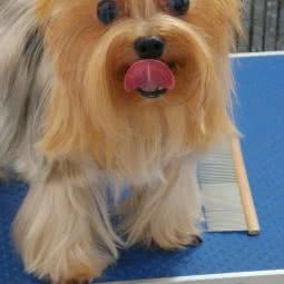 旺旺宠物:重庆城区渝中区大坪附近