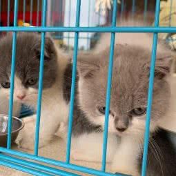 宠宠萌动生活馆:重庆城区渝中区大坪附近