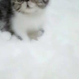 维吉尔猫舍:重庆城区渝中区大坪附近