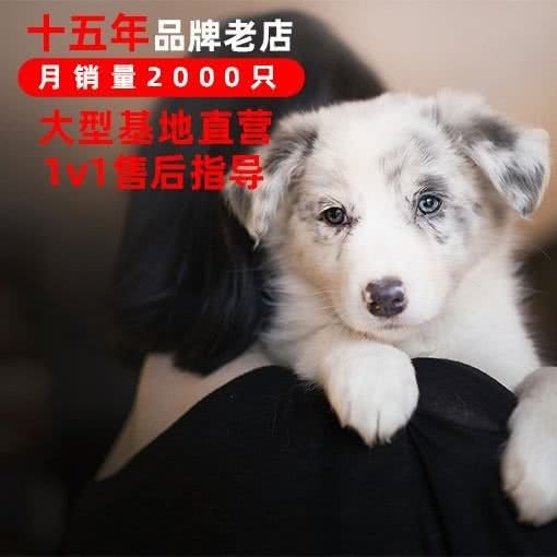购宠商城犬舍猫舍大型购宠基地:重庆城区渝中区大坪附近
