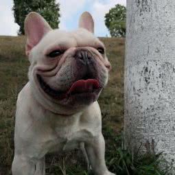 一生宠爱宠物店:重庆城区渝中区七星岗附近