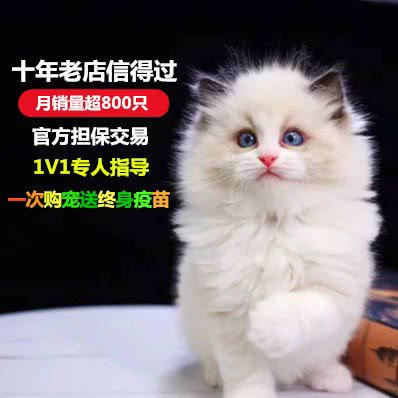 猫多多·购宠·宠物猫狗活体(大坪店):重庆城区渝中区九滨路附近