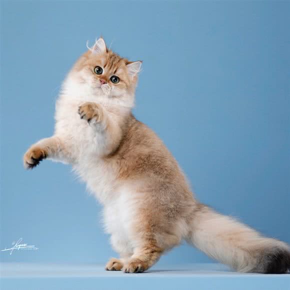 一只猫·金渐层猫舍:重庆城区渝中区龙湖时代天街附近