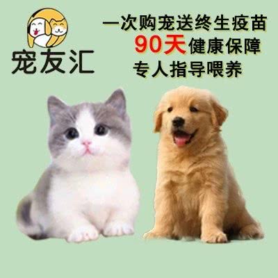 宠友汇.萌宠汇集.购宠无忧(总店):重庆城区渝中区总部城附近