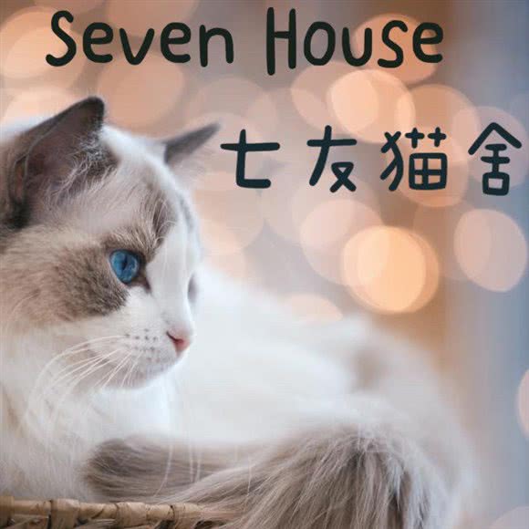 Seven house ·七友布偶猫舍:重庆城区江北区观音桥附近