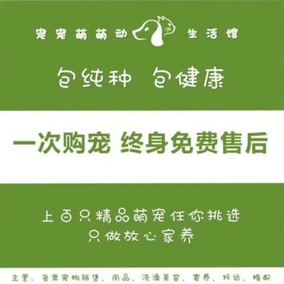 宠宠萌动生活馆·宠物店:重庆城区江北区观音桥附近