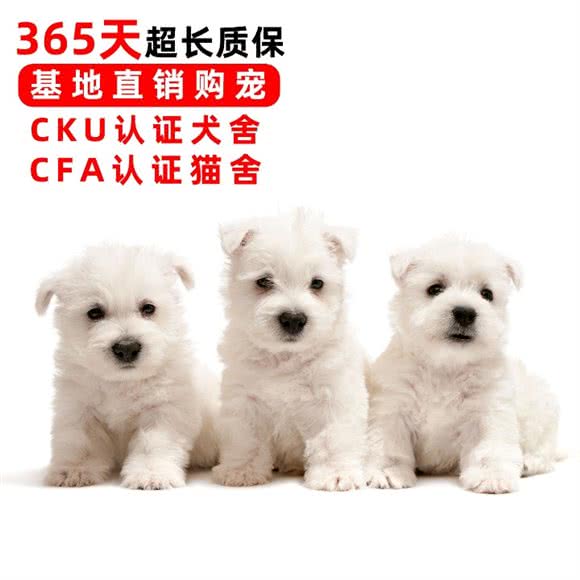 购宠精选.大型购宠基地.犬舍猫舍:重庆城区江北区观音桥附近