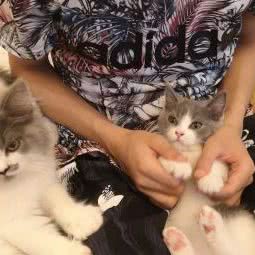 月猫殿猫舍:重庆城区江北区观音桥附近