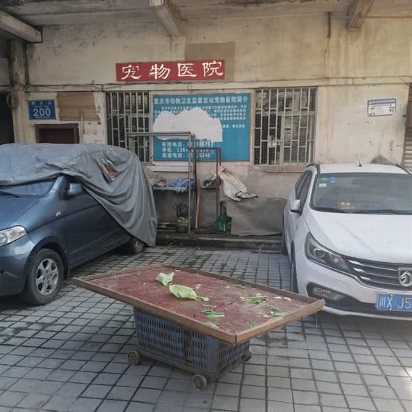 重庆市动物卫生监督总站宠物医院:重庆城区江北区观音桥附近