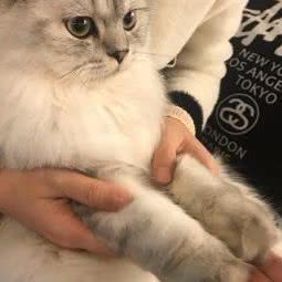 猫十二猫馆:重庆城区江北区大石坝附近