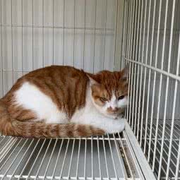 秘狗宠物:重庆城区江北区大石坝附近