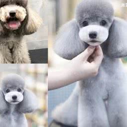 MINNIEPET米妮宠物:重庆城区江北区大石坝附近