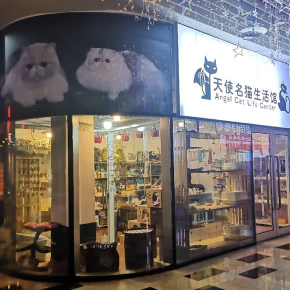 天使名猫生活馆:重庆城区江北区大石坝附近