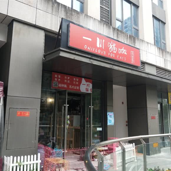 一川猫咖:重庆城区江北区大石坝附近