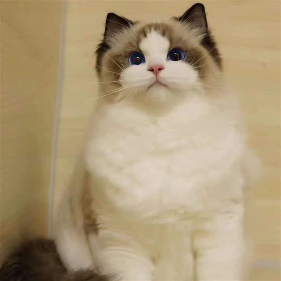 激萌宠物 猫舍:重庆城区江北区五里店/江北嘴附近