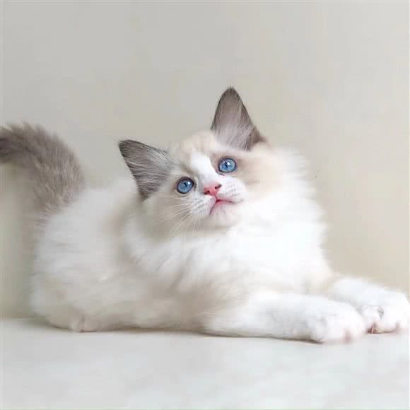 至臻至宠购宠猫狗活体犬舍猫舍(江北店):重庆城区江北区五里店/江北嘴附近