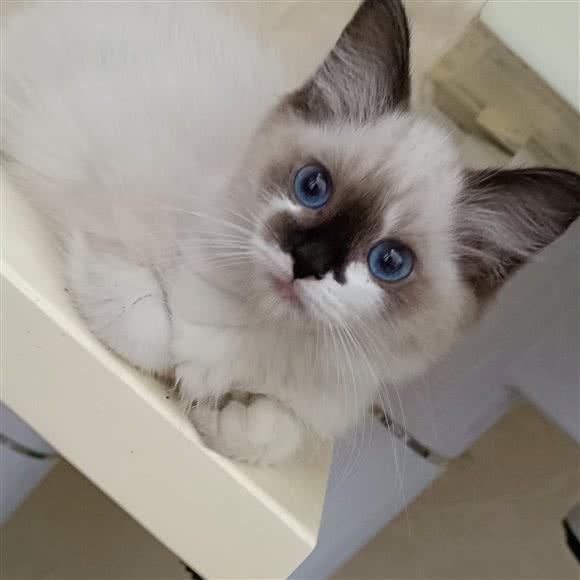 萌萌兔咖鲜花店:石家庄市长安区乐汇城附近