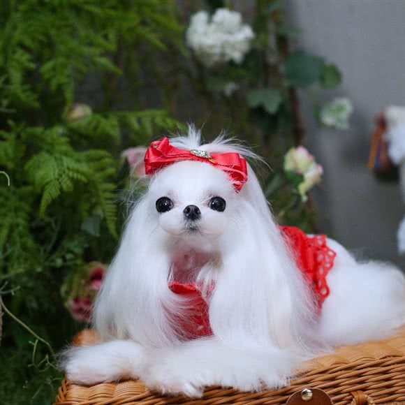 鑫持宠物:重庆城区江北区汉渝路附近