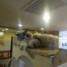 皇家宠物食品(先天下广场店):石家庄市长安区先天下附近