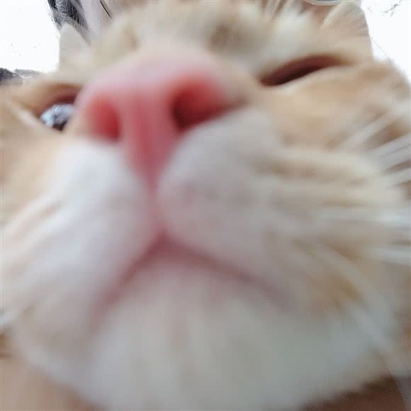 AI它宠物生活馆:重庆城区江北区小苑/鸿恩寺附近