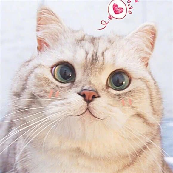 宠欢喜:重庆城区江北区小苑/鸿恩寺附近