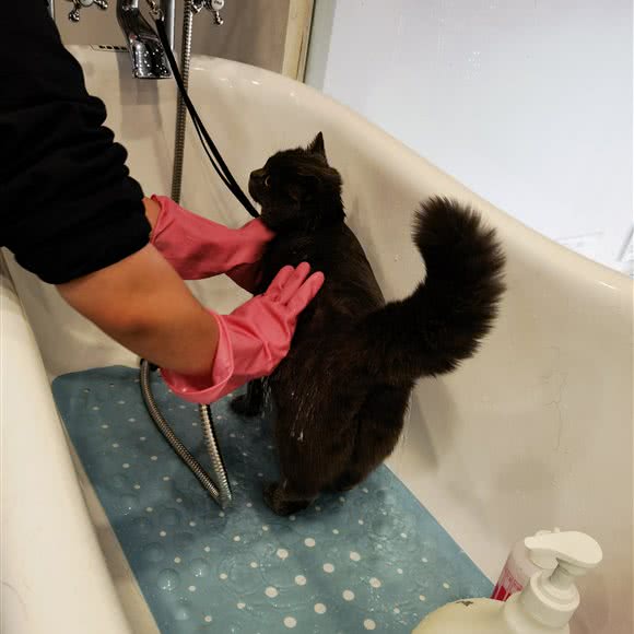 优家狗狗:重庆城区江北区小苑/鸿恩寺附近