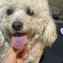 猛犬喵舍:重庆城区江北区石马河附近