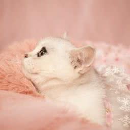 橡皮球宠物狗照相馆:重庆城区江北区东方家园附近