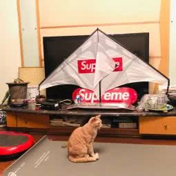 锦泓宠物(沙坪坝店):重庆城区沙坪坝区三峡广场附近