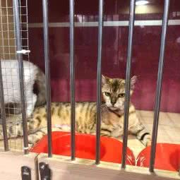 名犬名猫宠物店:重庆城区沙坪坝区沙坪坝/重庆大学附近