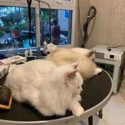 挚爱宠屋:重庆城区沙坪坝区磁器口附近