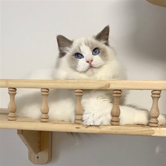 芯薏布偶猫呵呵猫舍:重庆城区沙坪坝区美丽熙街附近