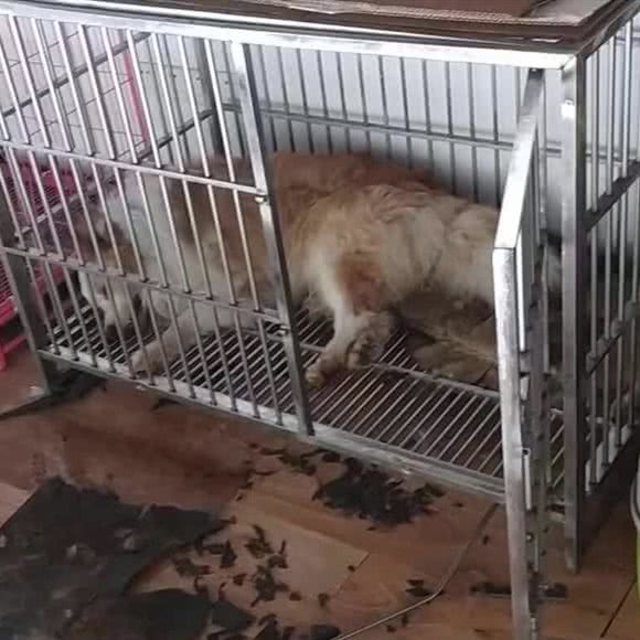 齐先生的宠物店:重庆城区沙坪坝区天星桥附近